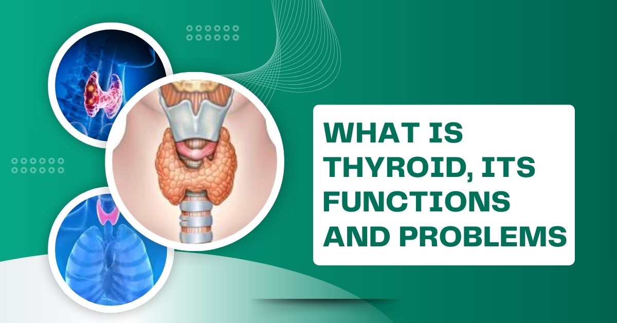 What is Thyroid, its Functions and Problems